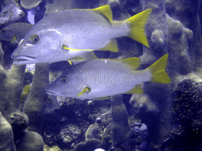 White grunts