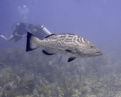 Black grouper