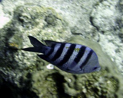 Sergeant major fish
