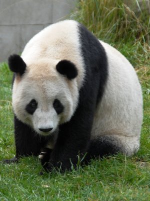 Missing the Wolong Panda 臥龍的熊貓 06