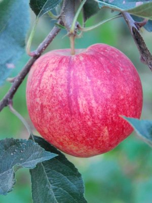 Apple season, Motueka 0985.JPG