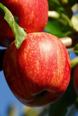 Gala apples 0988.JPG