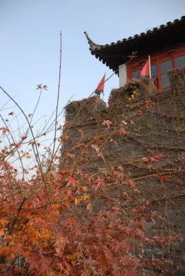 Ĭ{Ka DSC_0523.JPG