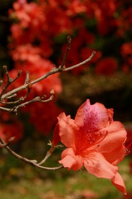 Blooming rhododendron DSC_0550 .JPG