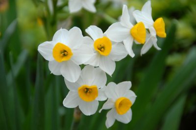 Narcissus DSC_0175 .JPG