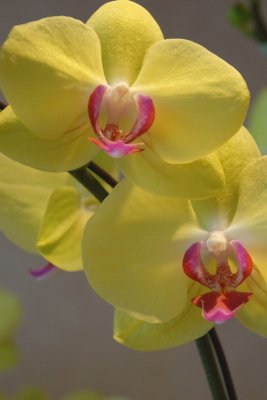 Phalaenopsis orchid in HKGC DSC_0570 .JPG