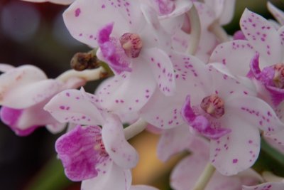 Bangkok orchid DSC_0234 .JPG