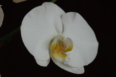 Phalaenopsis Orchid DSC_0272.JPG