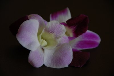 Orchids DSC_0294 .JPG