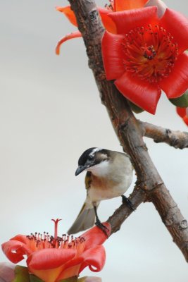 Chinese bulbul DSC_0739.JPG