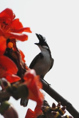 red whiskered bulbul DSC_0761.JPG