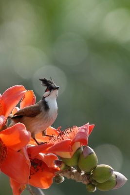 紅耳鵯 DSC_0769.JPG