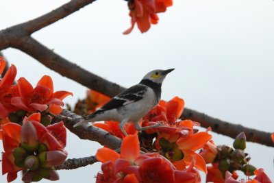 黑領掠鳥 DSC_0700.JPG