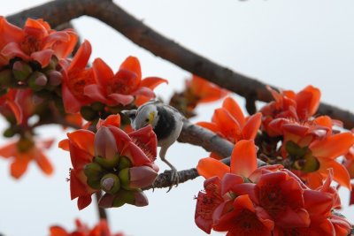DSC_0694.JPG
