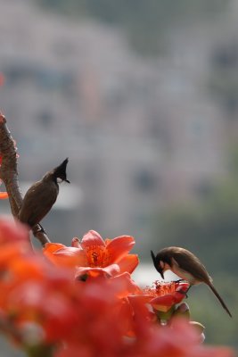 DSC_0775.JPG