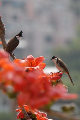 paired red whiskered bulbul DSC_0776.JPG