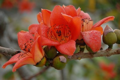  紅棉DSC_0725.JPG