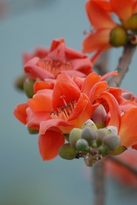 DSC_0704.JPG