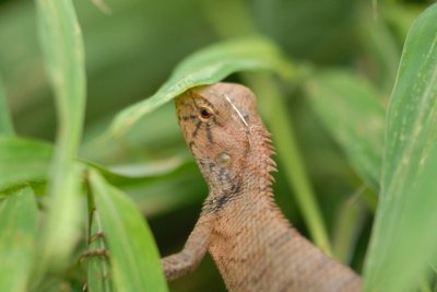 countryside insects & fauna in Hong Kong