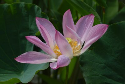 DSC_0332.JPG