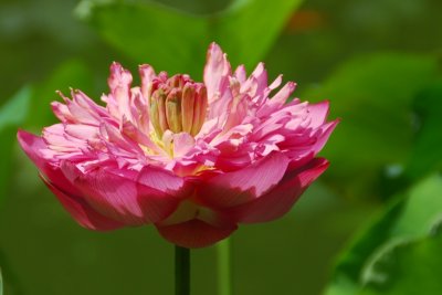 DSC_0010.JPG