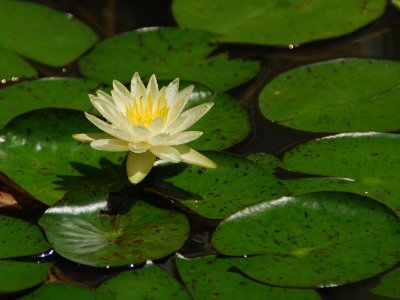 Water Lily DSC_0034.JPG