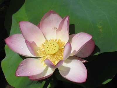 ²üªáLotus (Nelumbo) IMG_2140.JPG