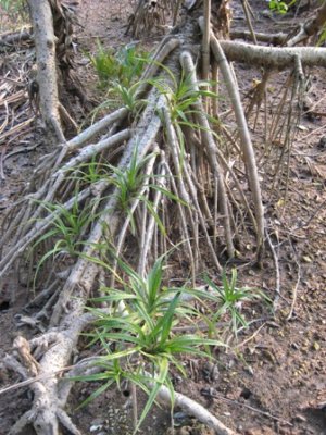 Mangrove stilt roots IMG_3613.JPG