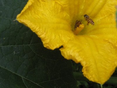 Bee visitor IMG_3645.JPG