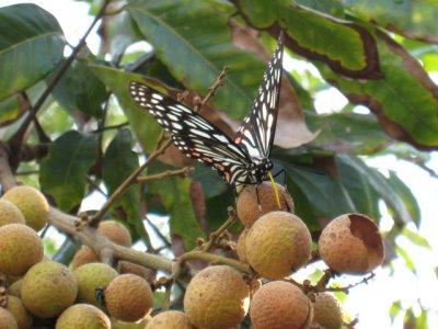 Hestina assimilis on Longan¶Â¯ßßæ½º IMG_3222.JPG