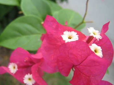 Bougainvillea ¸¤lªáIMG_3228.JPG