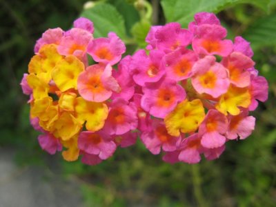 °¨ÅÕ¤¦ Lantana IMG_3281.JPG