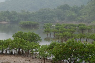mangrove DSC_1066.JPG