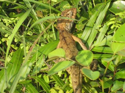 Changeable lizard IMG_3572.JPG