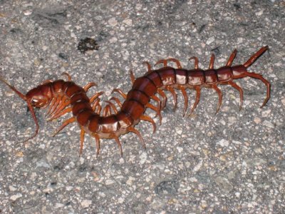 ¸¼°GCentipede(Scolopendridae)IMG_3627.JPG