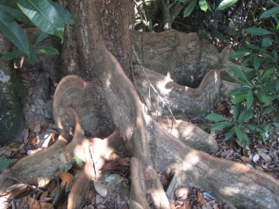 »È¸¾ðªO®Ú Buttress roots of Heritiera littoralis IMG_4340.JPG
