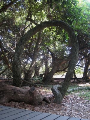 Giant pythons IMG_4350a.JPG