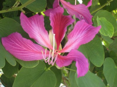 Bauhinia blakeana Dunn¬vµµ¯ð IMG_4353a.JPG