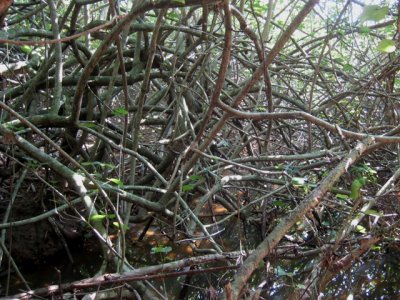 Entangling plantsIMG_4366a.JPG