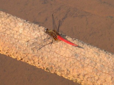 Orthetrum chrysisµØÄR¦Ç»fIMG_4368a.JPG