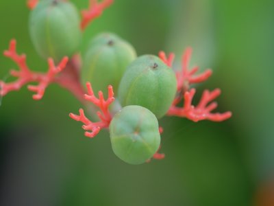 Gout Stalk{DSC_0156.JPG