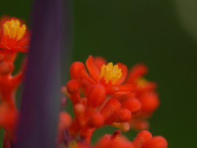 DSC_0171.JPG