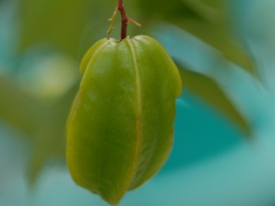 CarambolaDSC_0217.JPG