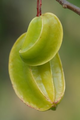 DSC_0222.JPG