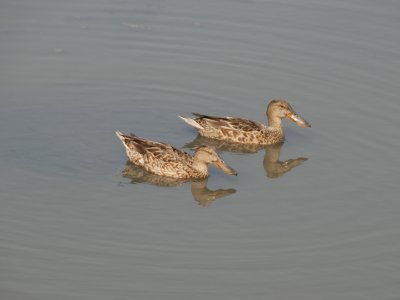  Wetland birds