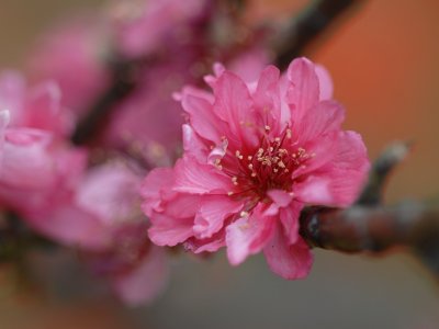 peach flower DSC_0183.JPG