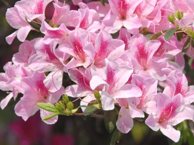 Azalea 杜鵑花