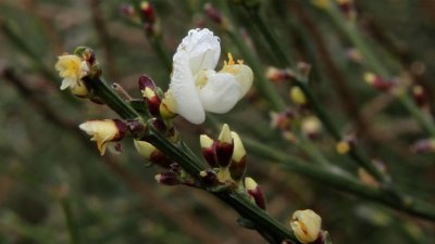 IMG_2105.jpg