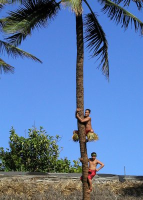Polynesian Cultural Center - Palm Tree Climbing