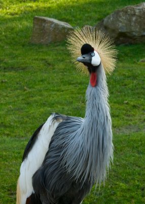 East African Crowned Crane